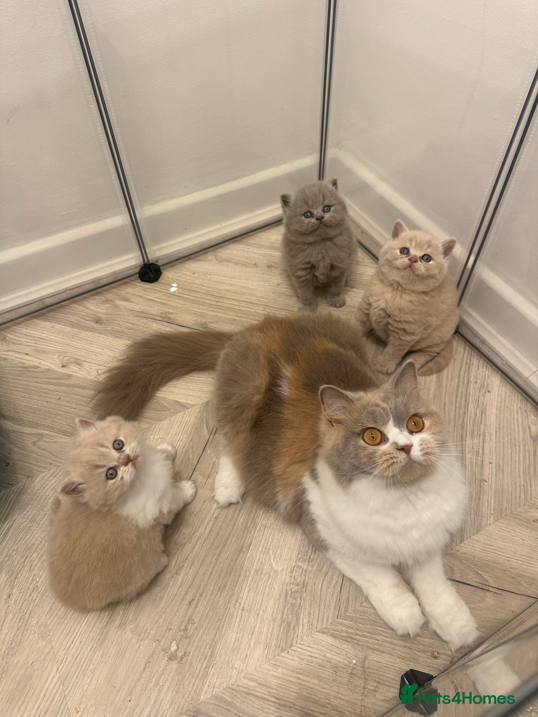 British Shorthair cats for sale:  🦁 Stunning Registered BSH /BLH Champion Lines 🦁 - Image 11