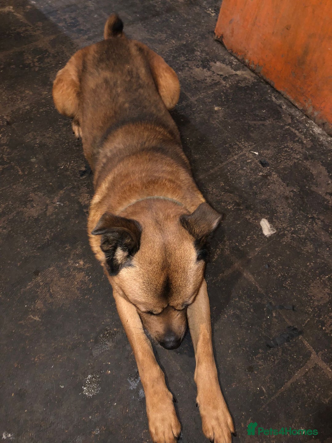 Mixed Breed dogs for sale: cyrus - Advert 4