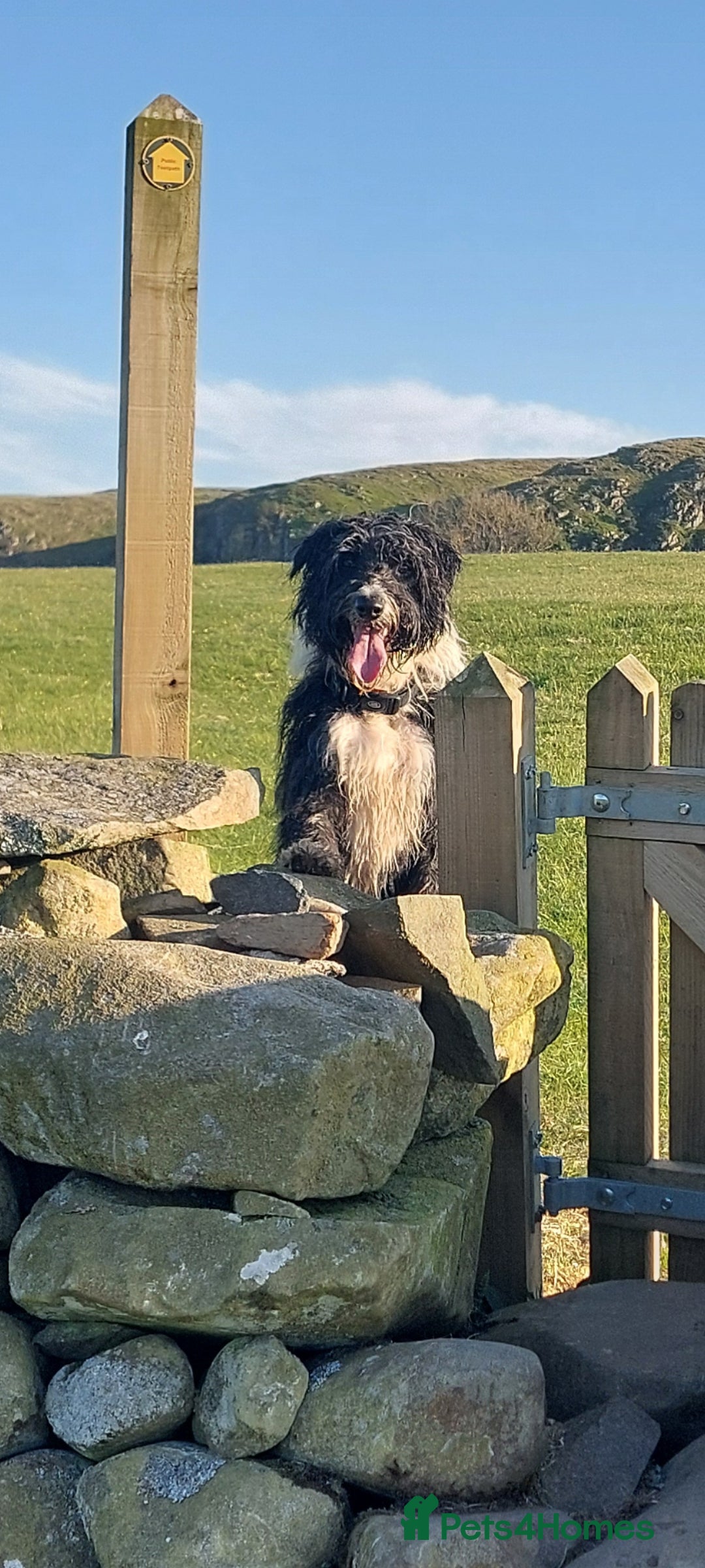 Bearded Collie dogs for stud: Working Bearded Collie for Stud. - Image 4