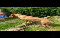 Labrador Retriever dogs for stud: LABRADOR FOR STUD - Image 7