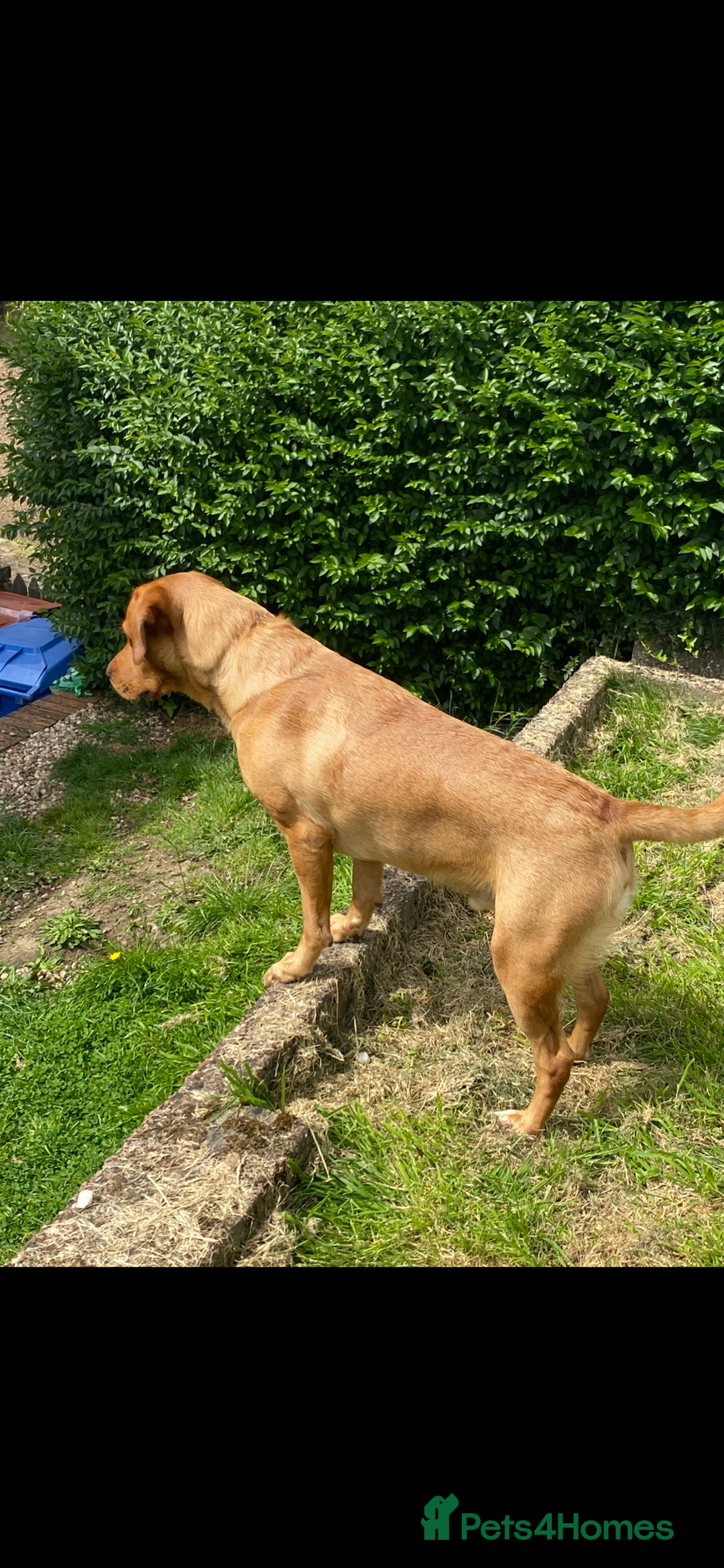 Labrador Retriever dogs for stud: LABRADOR FOR STUD - Image 7
