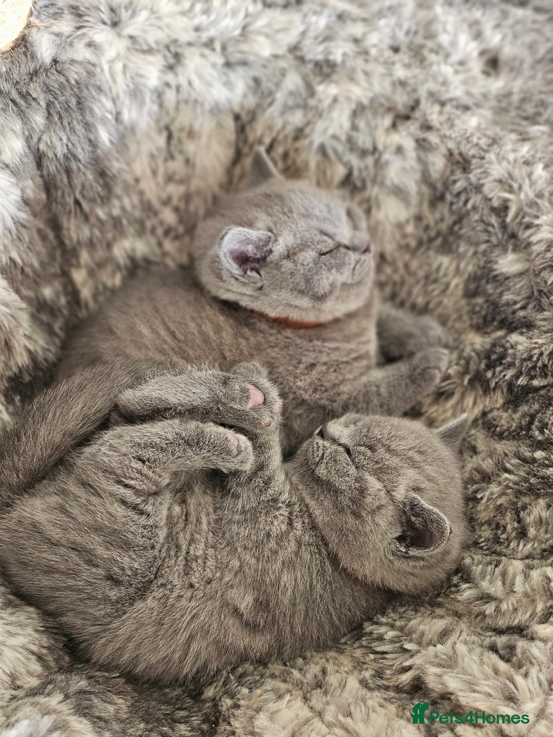 British Shorthair cats for sale: British Shorthair Blue kittens  - Image 7