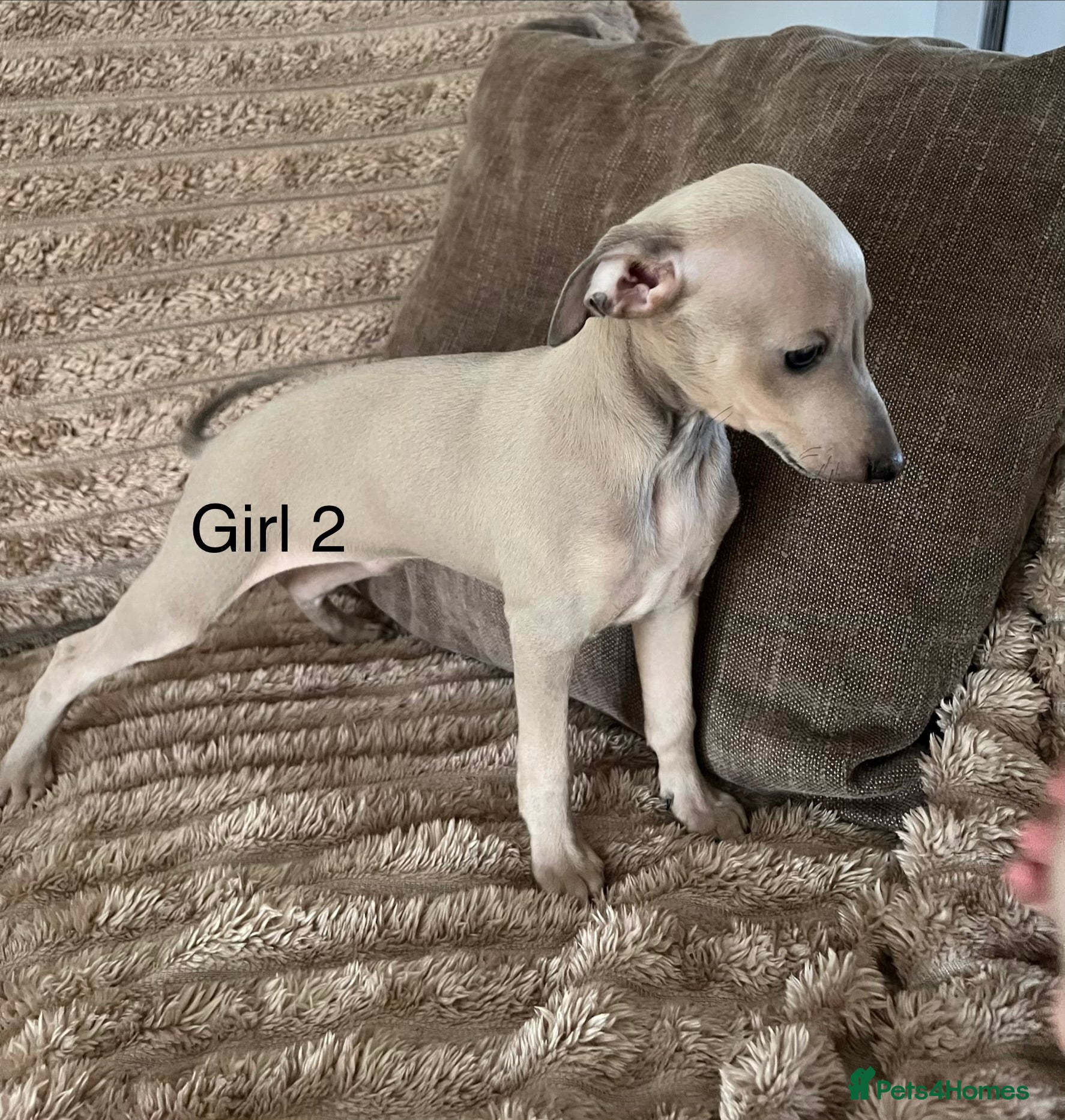 Italian Greyhound dogs kc registered ready now  - Advert 2