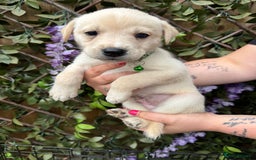Mixed Breed dogs for sale: Beautiful Puppies looking for their forever home♥️ - Image 17