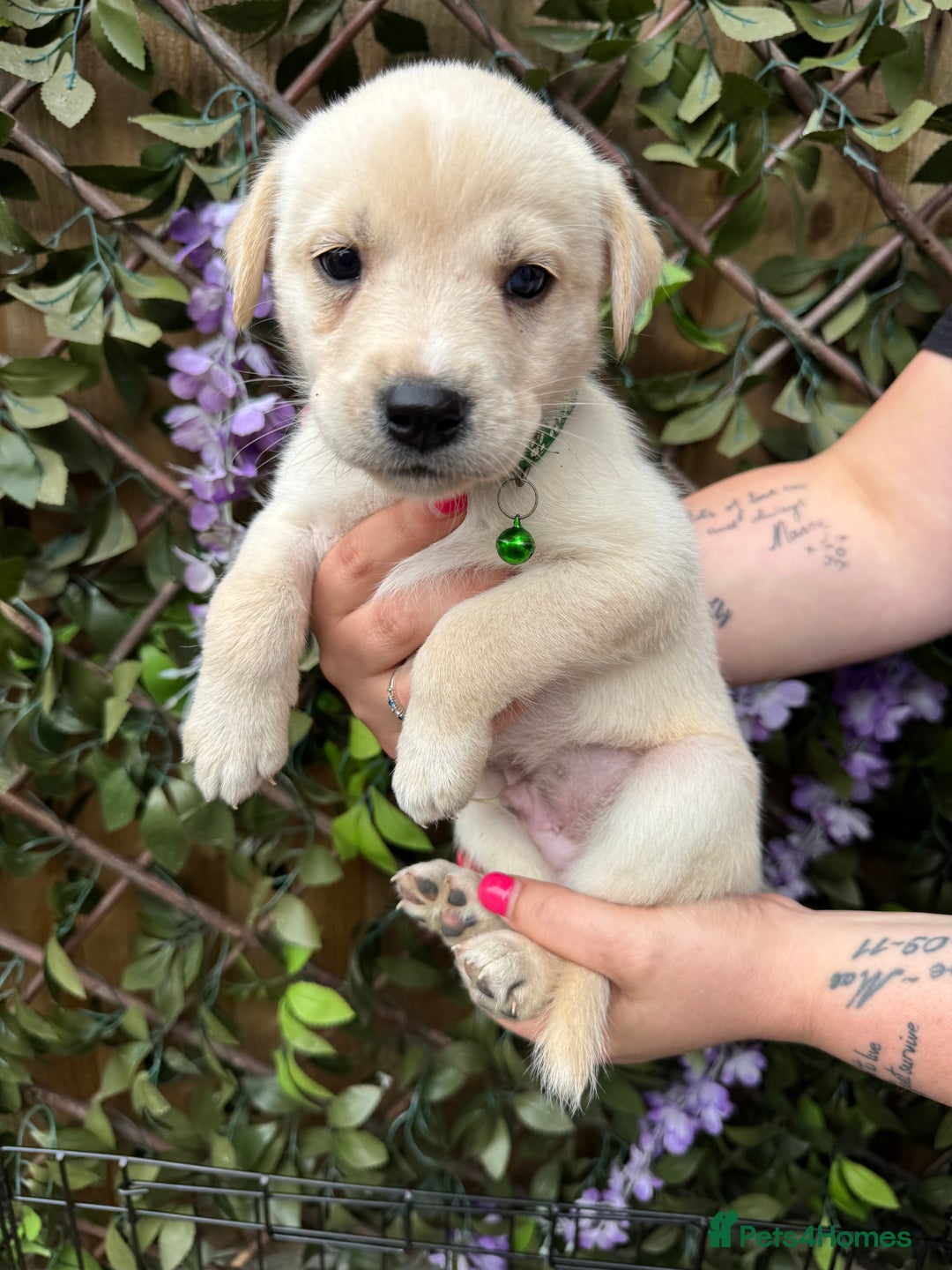 Mixed Breed dogs for sale: Beautiful Puppies looking for their forever home♥️ - Image 17