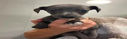 Whippet dogs for sale: Whippets  - Advert 15