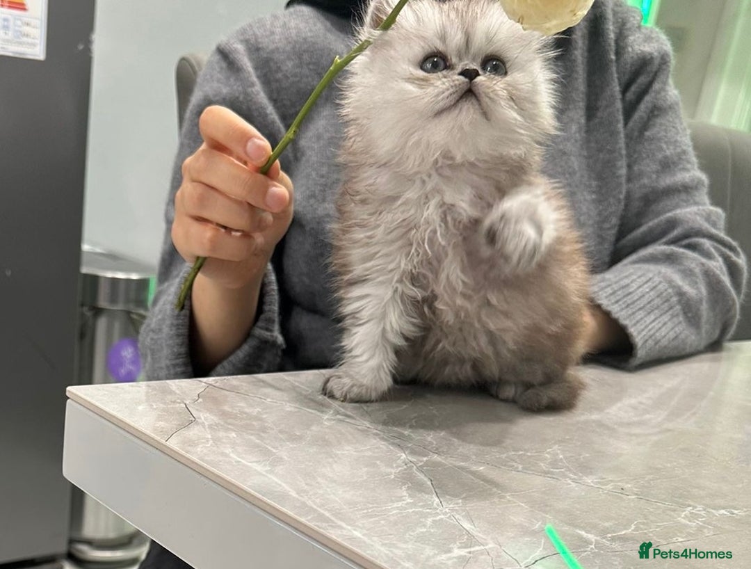 Persian cats for sale: Beautiful Grey Tortie Persian Kitten  - Image 12