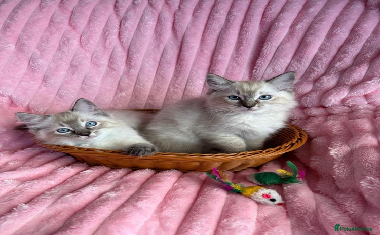 Ragdoll cats - Advert 8