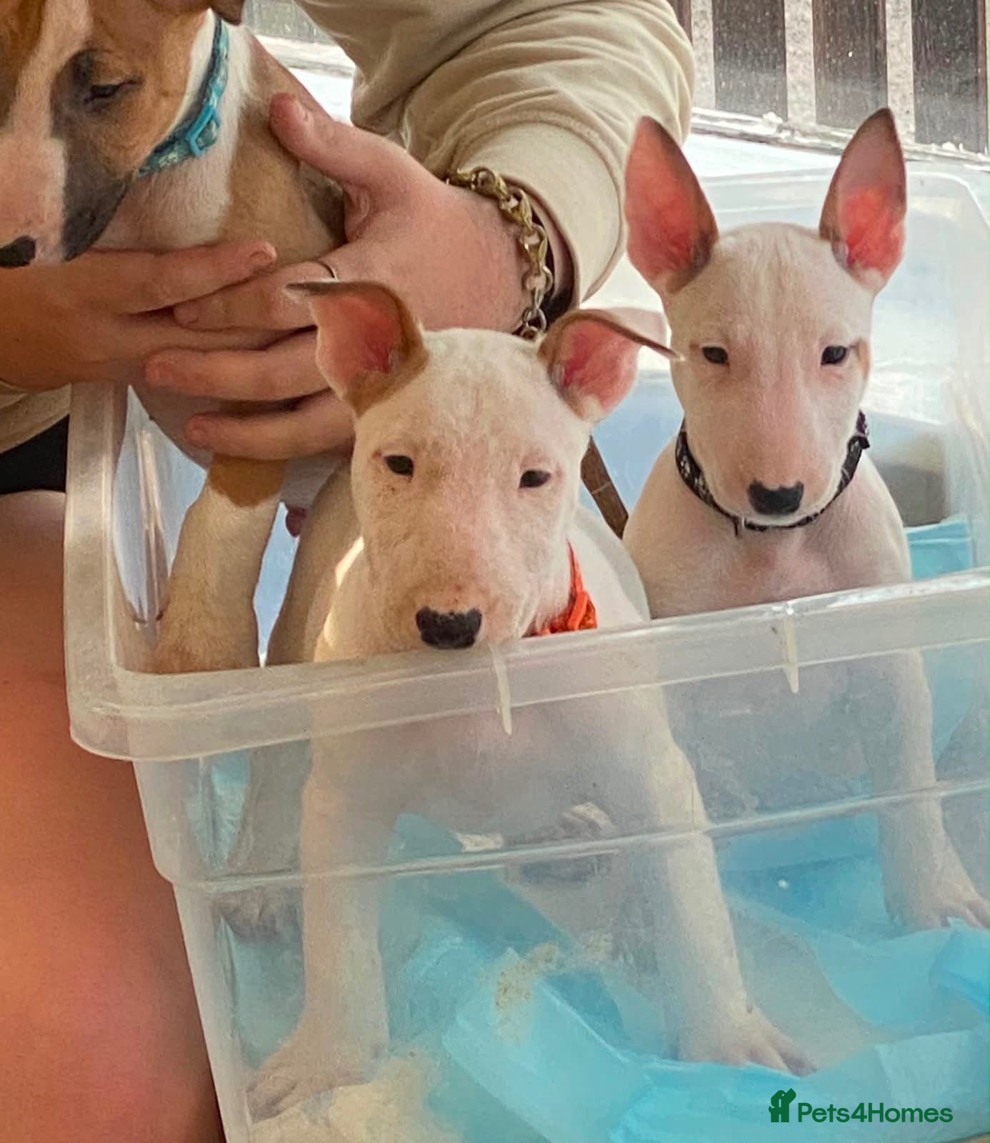 English Bull Terrier dogs 🐾✨ LAST 2 GIRLS READY TO GO NOW ✨🐾 - Advert 9