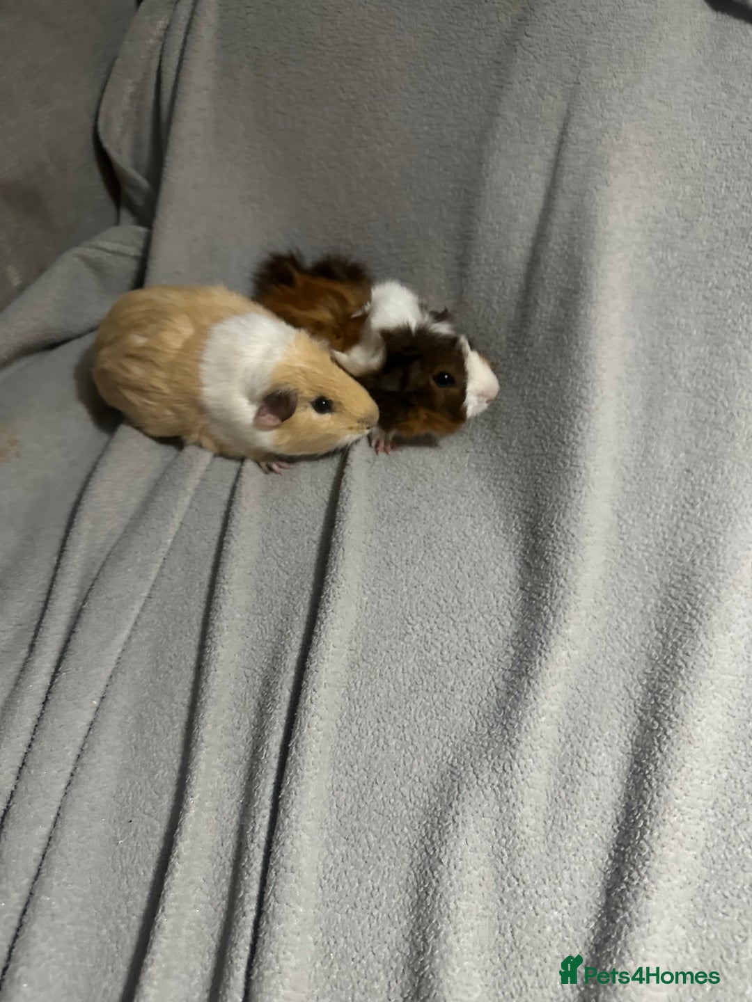 Guinea Pig rodents for sale: Guinea pigs  - Advert 2