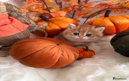 British Shorthair cats for sale: Golden British Shorthair  - Image 20