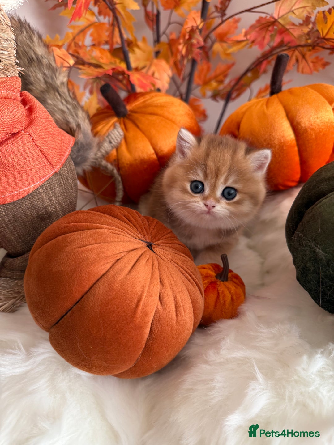 British Shorthair cats for sale: Golden British Shorthair  - Image 20