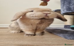 Mini Lop rabbits for sale: Male mini lop needs a new home 🏡  - Image 3