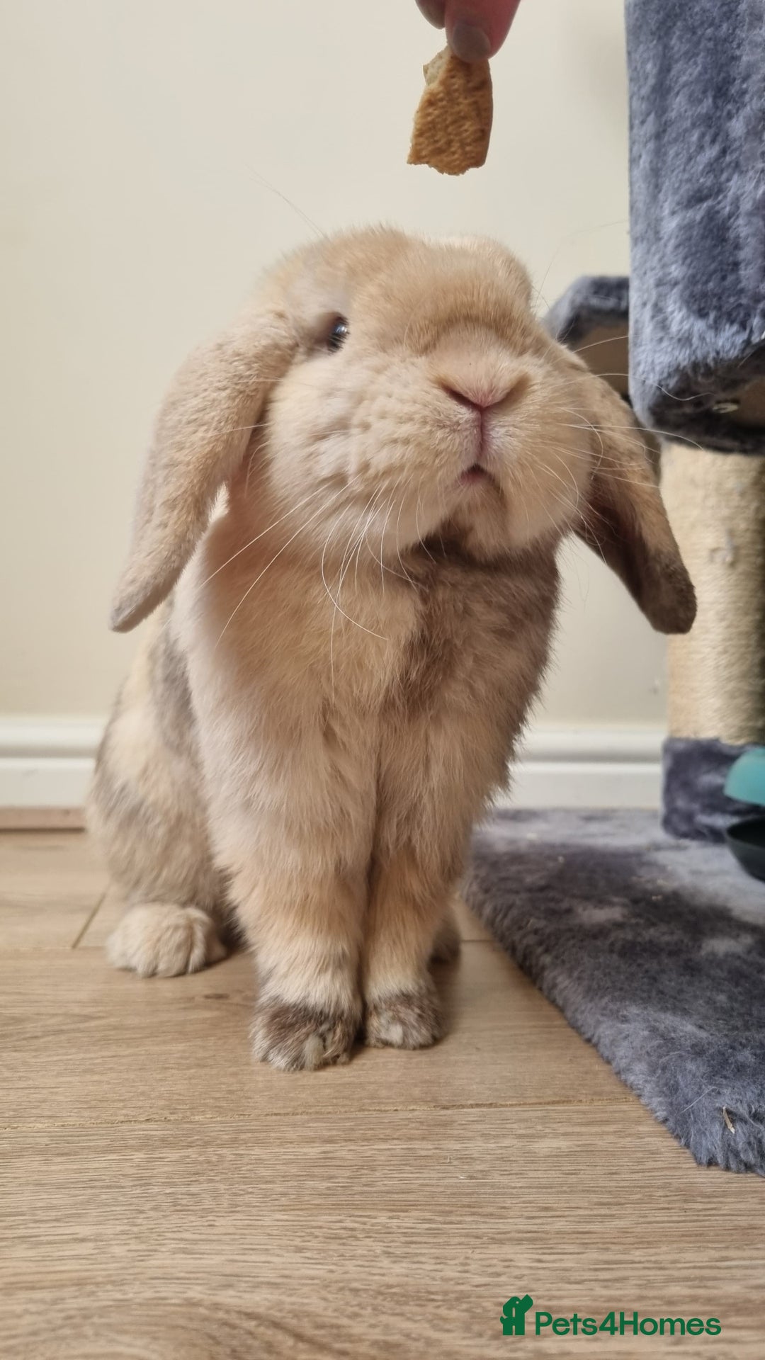 Mini Lop rabbits for sale: Male mini lop needs a new home 🏡  - Image 3