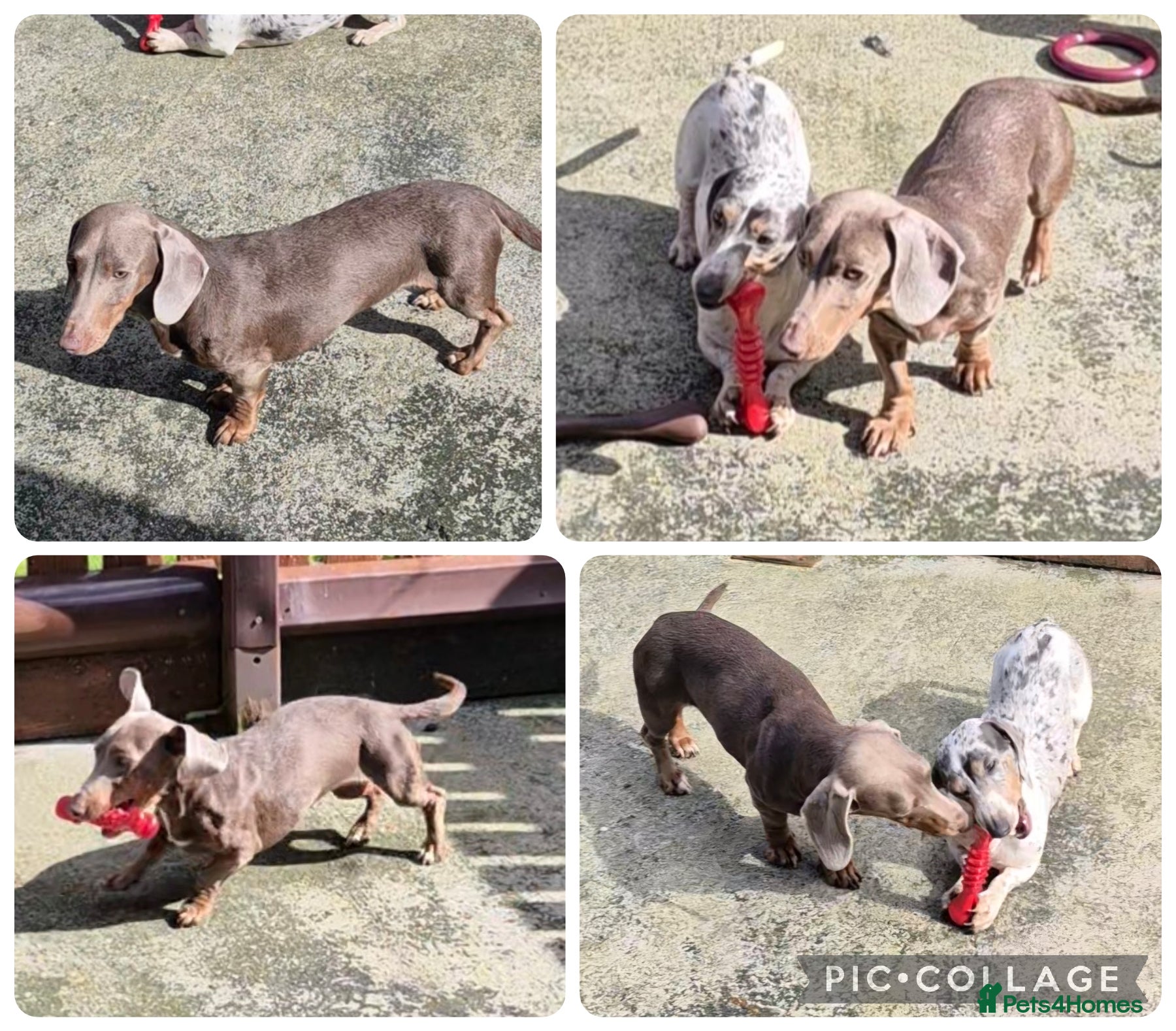 Miniature Dachshund dogs Isabella and tan female (1 year 8 months) - Advert 14