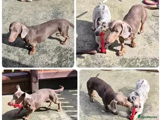 Miniature Dachshund dogs Isabella and tan female (1 year 8 months) - Advert 6