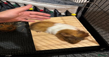 Guinea Pig rodents - Advert 3