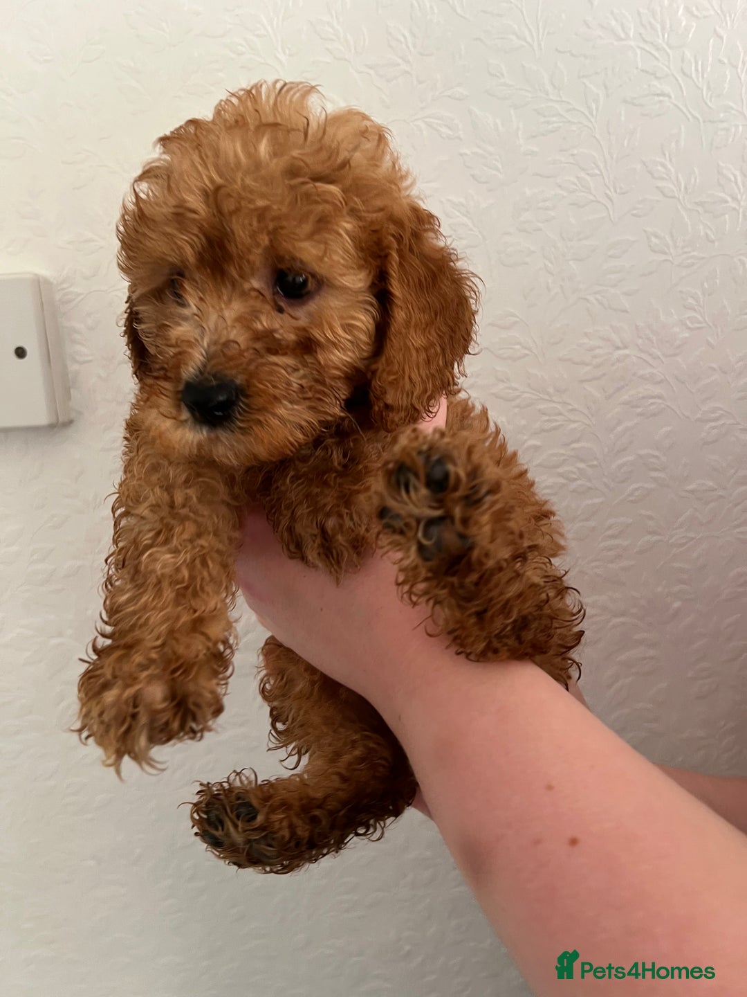 Cockapoo dogs for sale: Fluffy F1 puppies ready 27-09  - Image 16