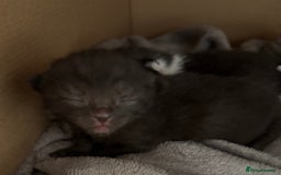 Domestic Shorthair cats for sale: Domestic short haired kittens for sale  - Image 4