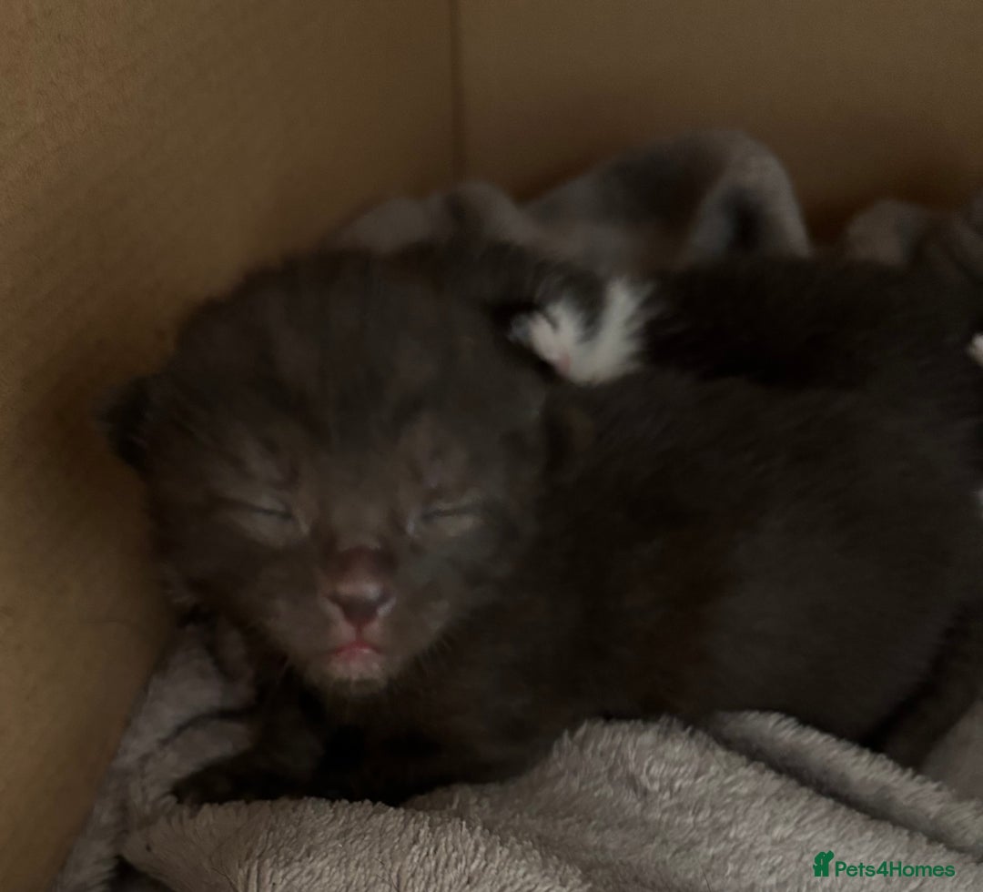 Domestic Shorthair cats for sale: Domestic short haired kittens for sale  - Image 4