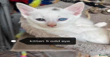 Mixed Breed cats - Advert 14