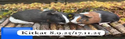 Guinea Pig rodents for sale: Gorgeous baby and young guinea pigs. Sheffield. - Advert 3
