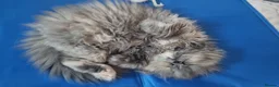Persian cats for sale: Persian  - Advert 6