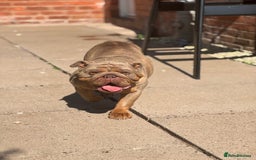 English Bulldog dogs for sale: English Bulldog 4.5years old  - Image 1