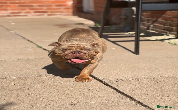 English Bulldog dogs - Advert 2