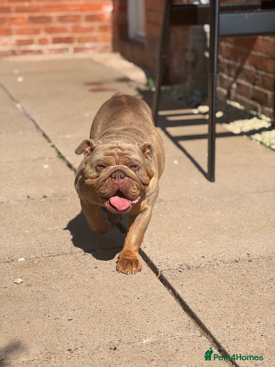English Bulldog dogs for sale: English Bulldog 4.5years old  - Image 1