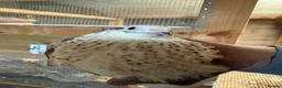 Quail poultry for sale: 8 weeks old jumbo coturnix quails male female - Advert 1