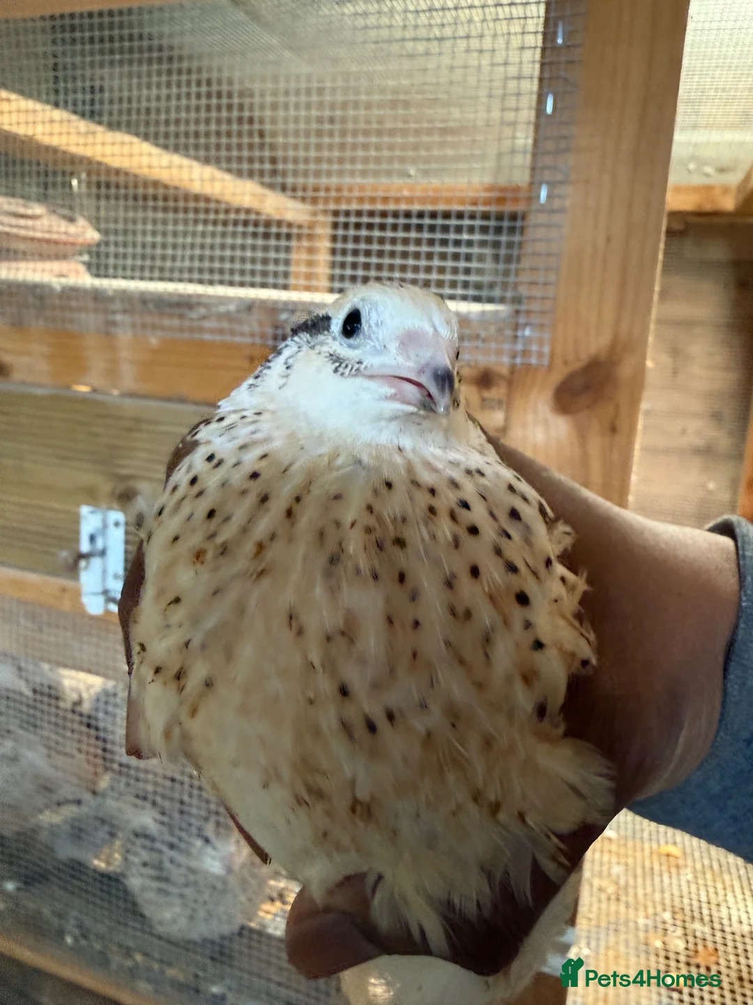 Quail poultry for sale: 8 weeks old jumbo coturnix quails male female - Advert 1