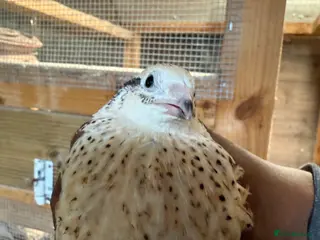 Quail poultry 8 weeks old jumbo coturnix quails male female - Advert 2