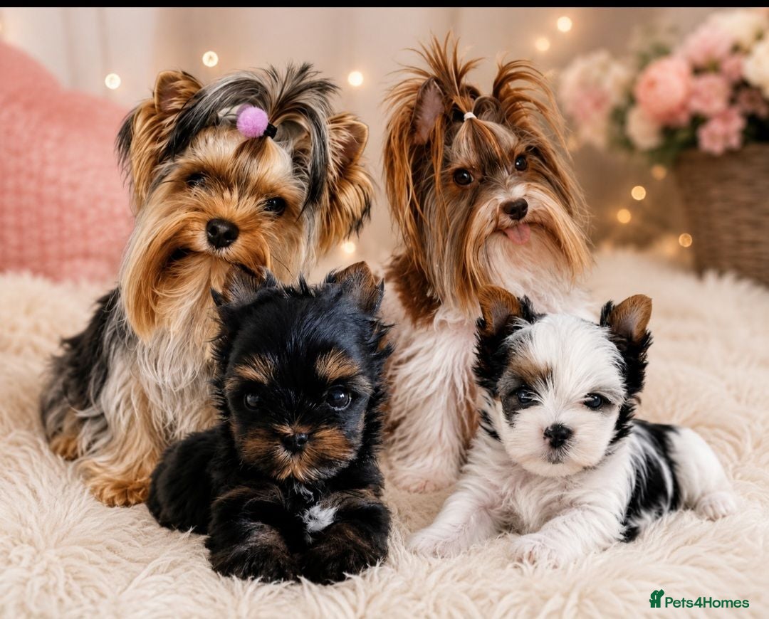 Yorkshire Terrier dogs Yorkshire Terrier - Advert 1
