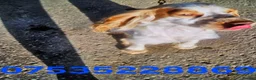 Cocker Spaniel dogs for stud: Cocker spainel stud - Advert 3