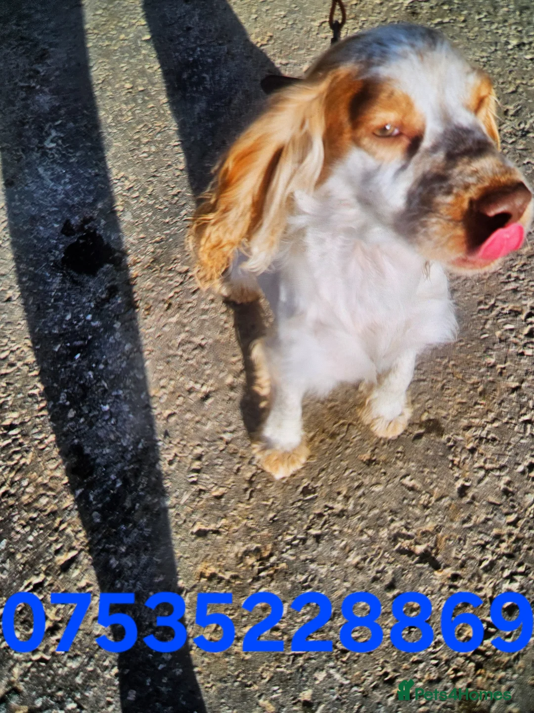Cocker Spaniel dogs for stud: Cocker spainel stud - Advert 3
