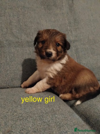 Welsh Collie dogs Pure Welsh red sheepdog collie pups - Advert 3