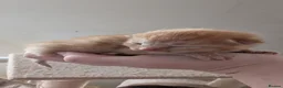 Mixed Breed cats for sale: 2 ginger kittens for sale in Brighton - Advert 3