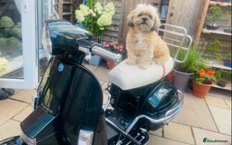 Lhasa Apso dogs for stud: Beautiful Lhasa Apso - Image 1