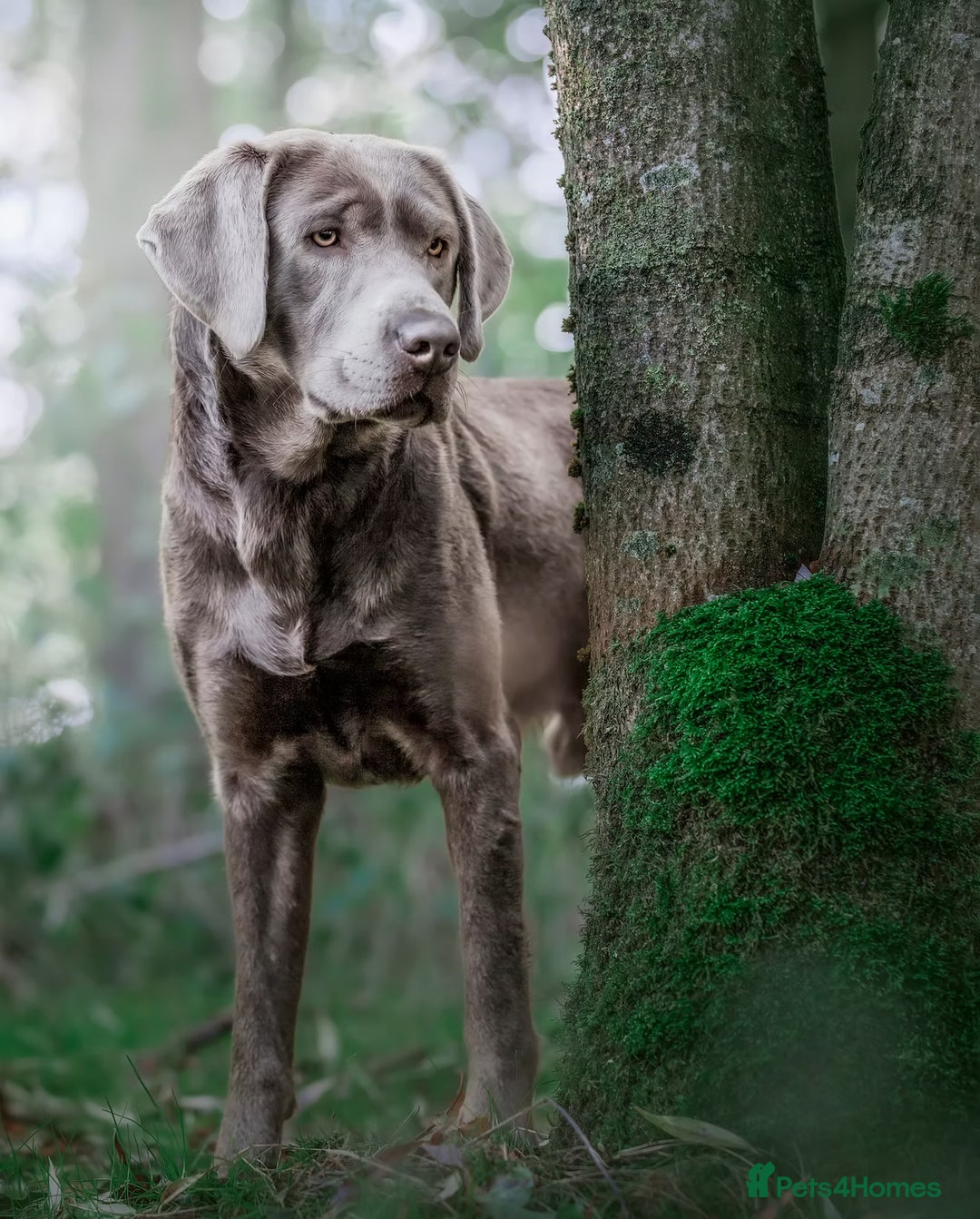 Labrador Retriever dogs for sale:  **  day Silver / Charcoal Labradors.  - Advert 6