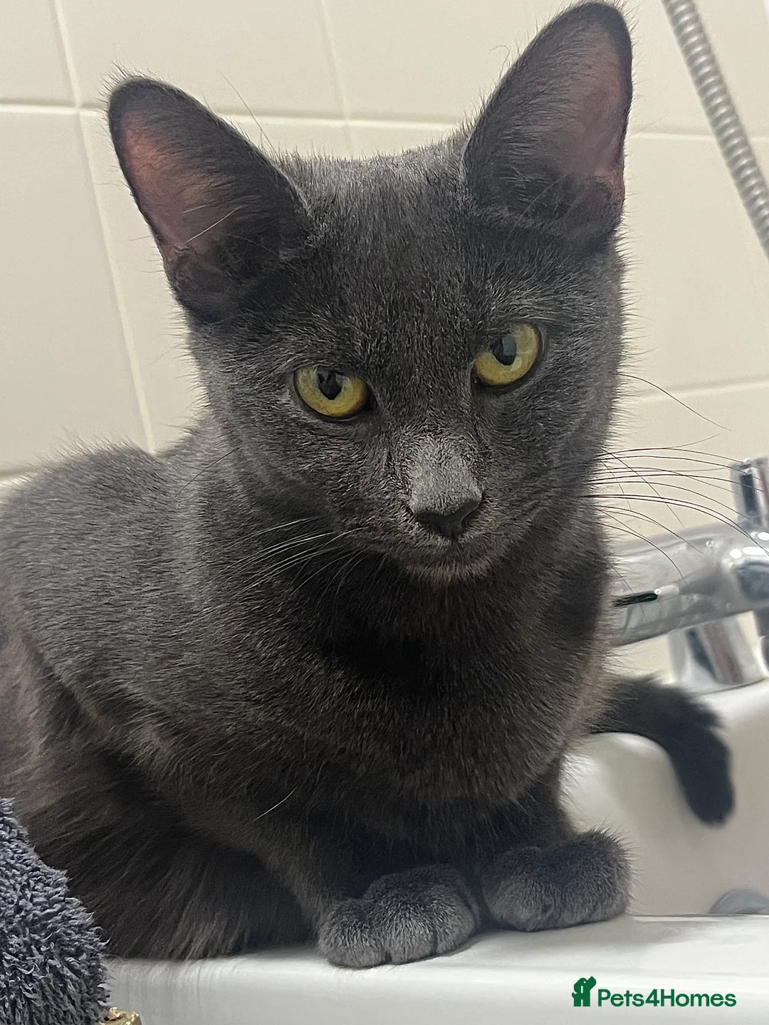 Russian Blue cats for sale: russian blue x domestic shorthair  - Advert 1