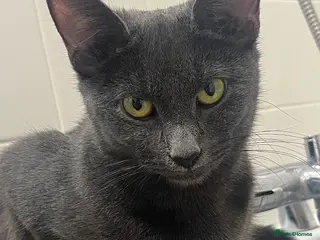 Russian Blue cats russian blue x domestic shorthair - Advert 1