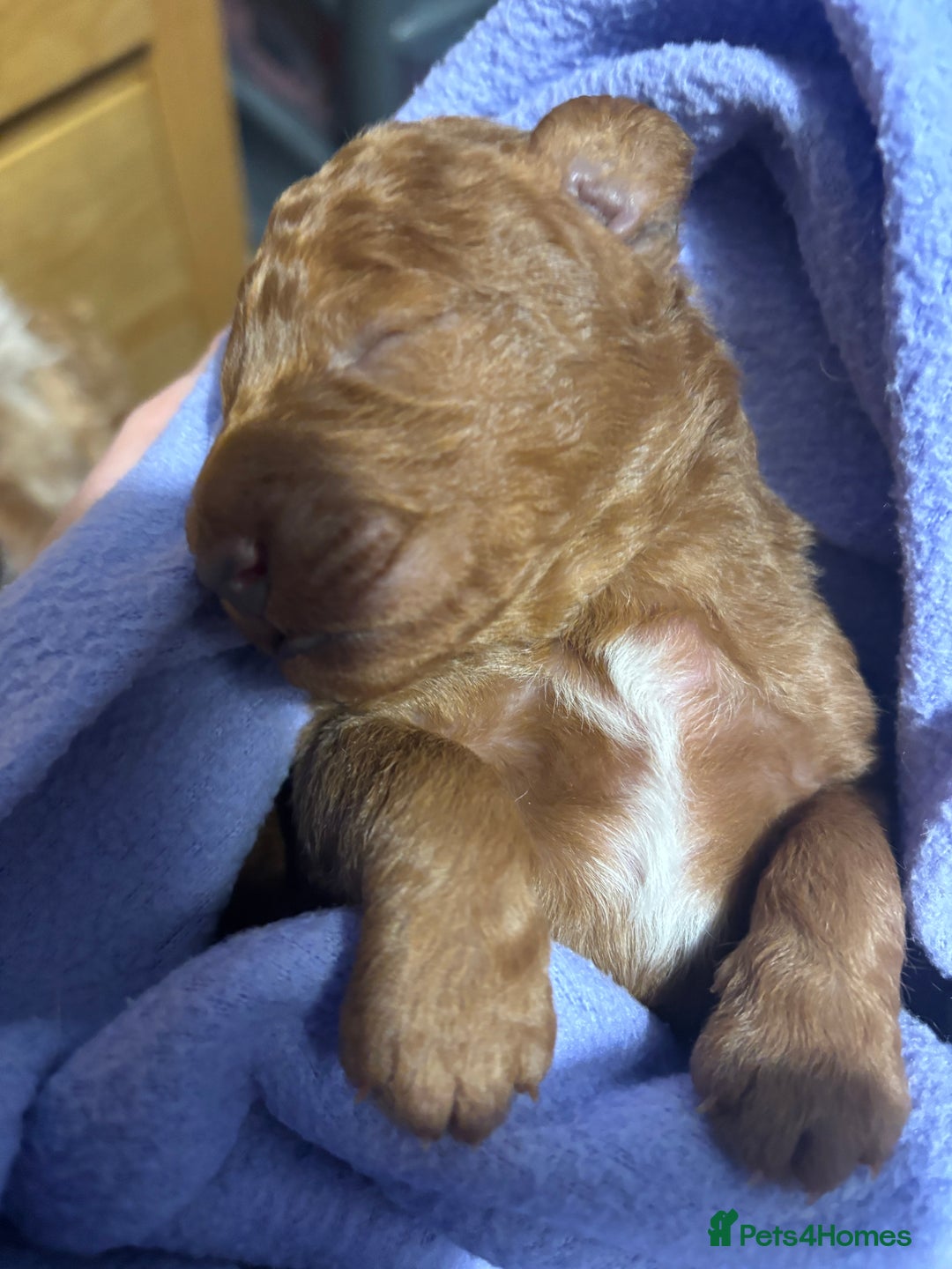 Labradoodle dogs for sale: Gorgeous red fox labradoodle  - Advert 6