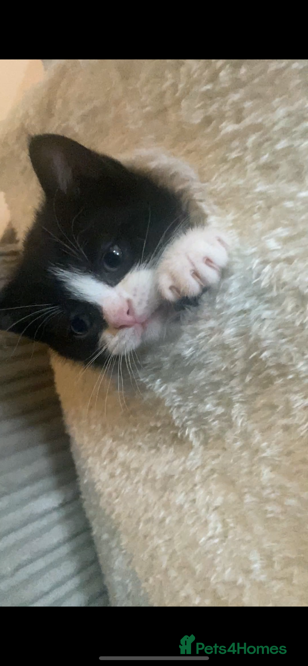 Mixed Breed cats for sale: 1/2 British shorthair/mixed kittens - Advert 10