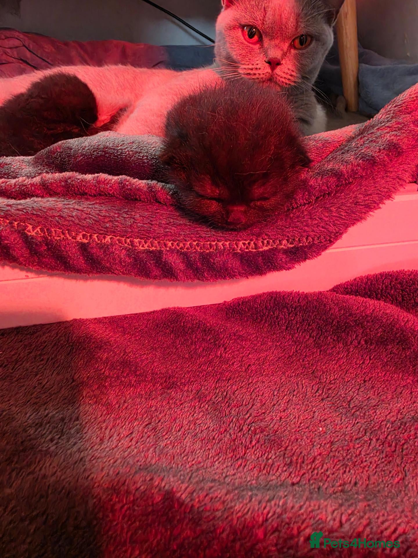 British Shorthair cats Fluffy bsh kittens - Advert 1
