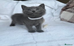 Mixed Breed cats for sale: Russian blue&British shorthair kittens  - Image 3