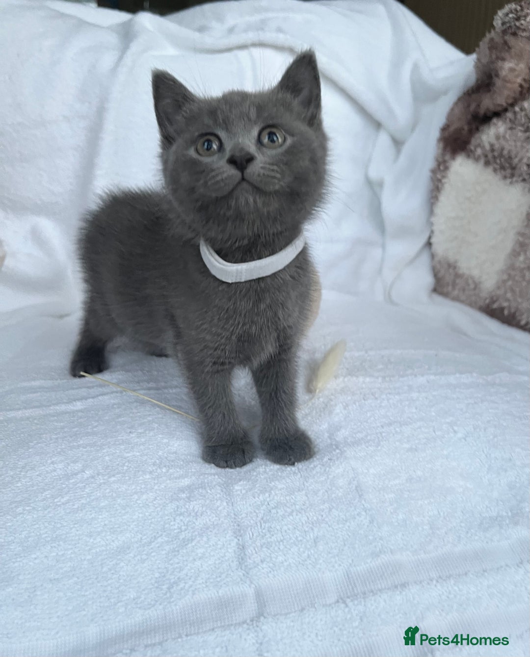 Mixed Breed cats for sale: Russian blue&British shorthair kittens  - Image 3
