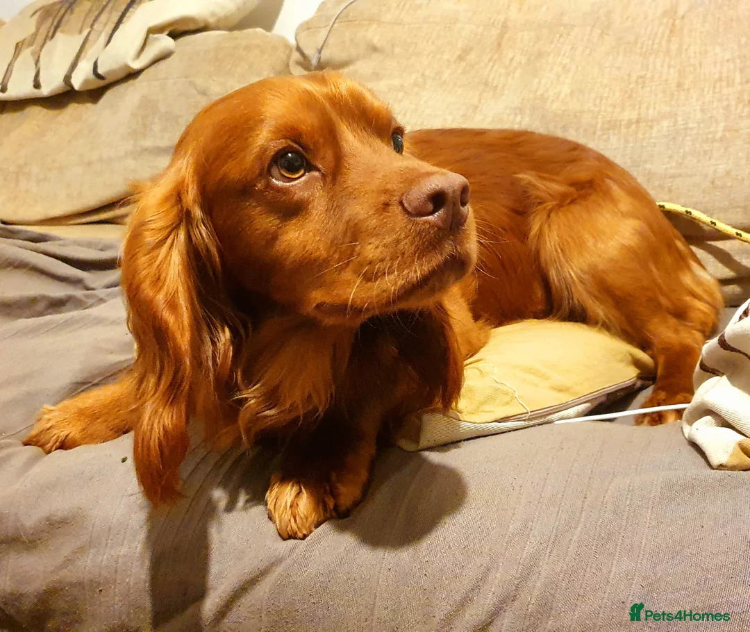 Cocker Spaniel dogs for stud: 💥HealthTested champ bred working cocker spaniel💥 in Cranbrook - Advert 4