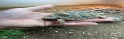 Hermann Tortoise reptiles for sale: Herman’s tortoise  in Nottingham - Advert 4