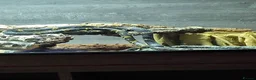 Rat Snake reptiles for sale: 2-3 year old Russian Ratsnake + entire setup in Warwick - Advert 5